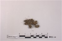 藏品(叢苔科)的圖片